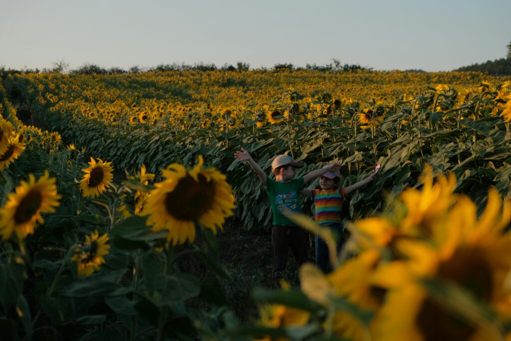 sunflower field with family